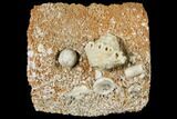 Fossil Crinoid (Actinocrinites) & Blastoid (Shizoblastus) - Missouri #130278-1